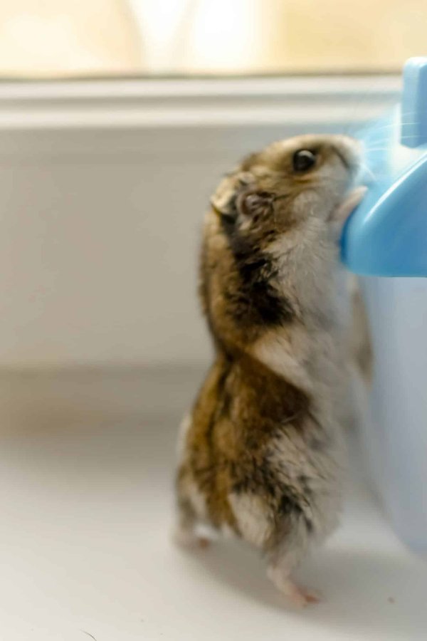 ¿Cómo construir un espacio de juego seguro para un hámster en el hogar?